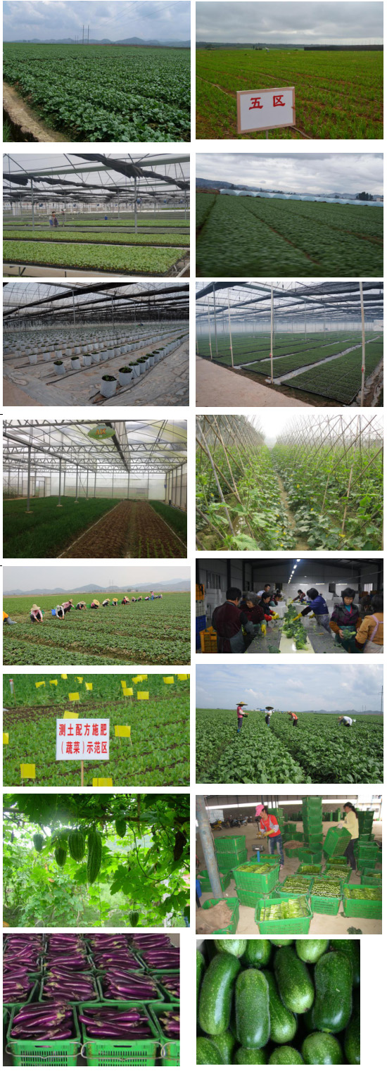 蔬菜配送公司種植基地